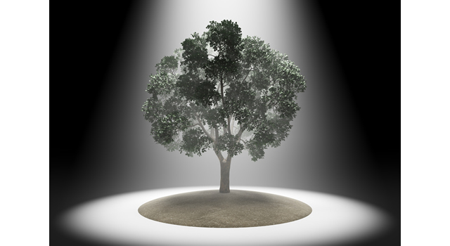 スポットライト/木｜大木｜エネルギー/日光素材 | 環境・自然・エネルギー・災害 - エネルギー / 地球 / 自然 / 環境 / 写真 / イラスト / フリー素材 / ダウンロード