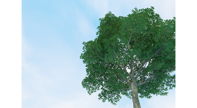 快晴｜空と木｜大自然  | 環境・自然・エネルギー・災害 - エネルギー / 地球 / 自然 / 環境 / 写真 / イラスト / フリー素材 / ダウンロード