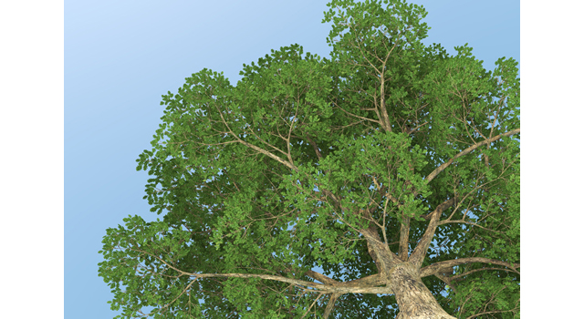 大木｜緑/エネルギー｜青空素材 | 環境・自然・エネルギー・災害 - エネルギー / 地球 / 自然 / 環境 / 写真 / イラスト / フリー素材 / ダウンロード