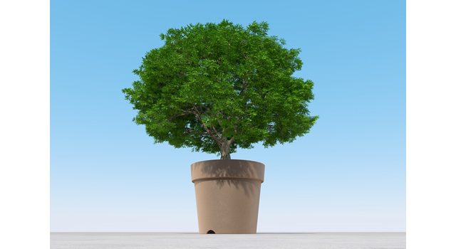 植木鉢/大木｜自然/エネルギー｜植物/育つ | 環境 | 自然 | エネルギー | 災害 - エネルギー / 地球 / 自然 / 環境 / 写真 / イラスト / フリー素材 / ダウンロード