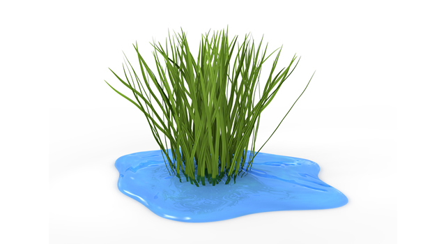 水草｜水辺｜自然 | 環境 | 自然 | エネルギー | 災害 - エネルギー / 地球 / 自然 / 環境 / 写真 / イラスト / フリー素材 / ダウンロード