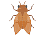 Cicadas | Insects-Free Illustrations | People / Seasons / Events